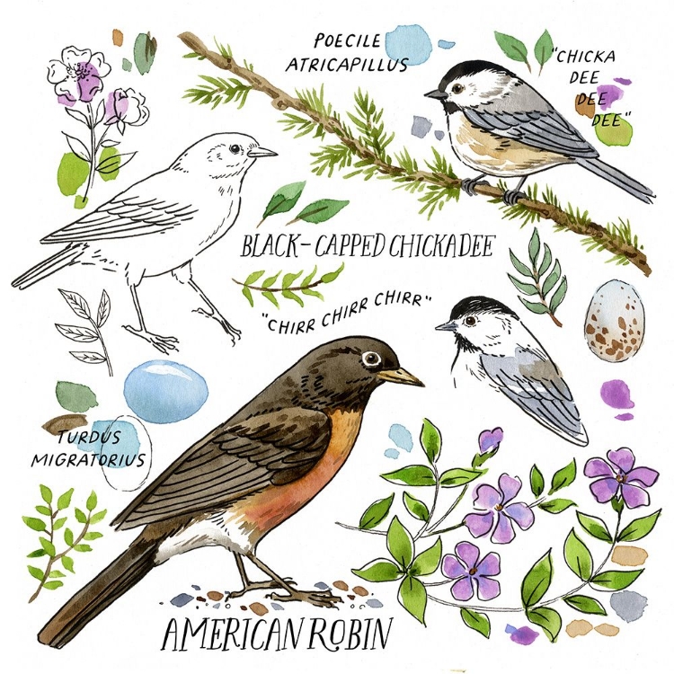 Picture of DRAWN TO BIRDS VI