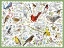 Picture of DRAWN TO BIRDS VII