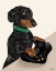 Picture of GAMER DOG I