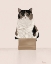 Picture of BOX CAT
