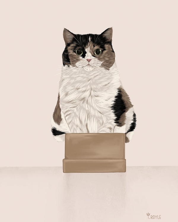 Picture of BOX CAT