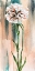 Picture of EMERALD DREAM I