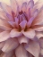 Picture of SOFT FLOWER PETALS II