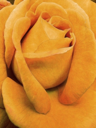 Picture of SOFT FLOWER PETALS IV