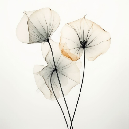 Picture of BLOOMING SYMPHONY II