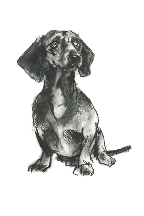 Picture of DOGGY EXPRESSIONS IV