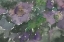 Picture of LANGUAGE OF VIOLETS II