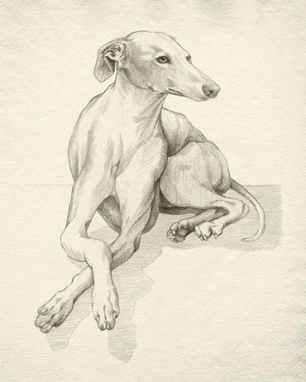 Picture of GREYHOUND ON PARCHMENT I
