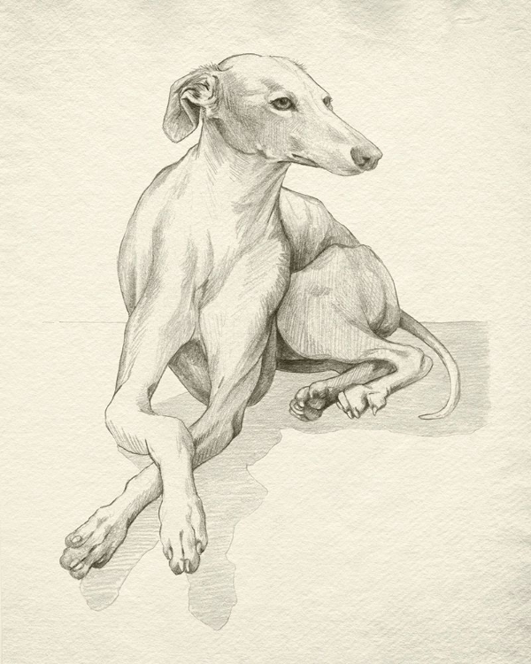 Picture of GREYHOUND ON PARCHMENT I