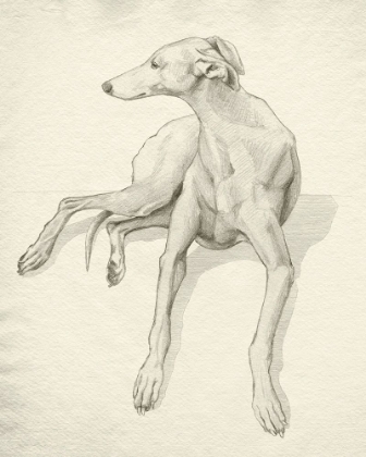 Picture of GREYHOUND ON PARCHMENT II