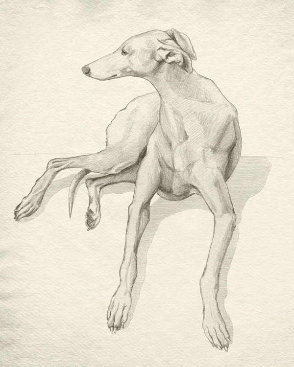 Picture of GREYHOUND ON PARCHMENT II
