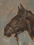 Picture of ANTIQUE HORSE STUDY II