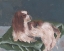 Picture of ROYAL DOG II