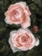 Picture of PEACHY ROSES I