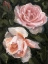 Picture of PEACHY ROSES II