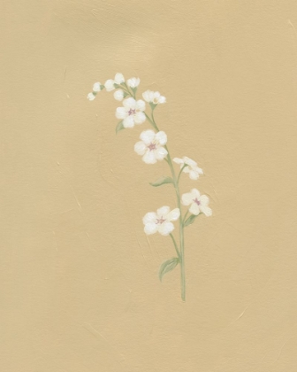 Picture of DONT FORGET ME II