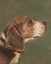 Picture of ANTIQUE DOG STUDY I