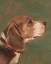 Picture of ANTIQUE DOG STUDY I
