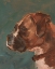 Picture of ANTIQUE DOG STUDY II