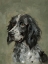 Picture of SWEET SETTER PORTRAIT II