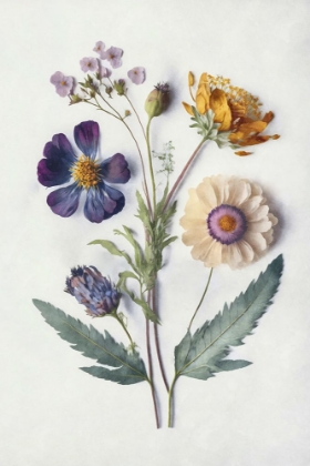 Picture of PRESSED FLOWER MEMORIES I