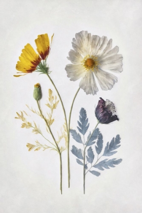 Picture of PRESSED FLOWER MEMORIES II