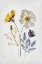 Picture of PRESSED FLOWER MEMORIES II