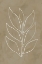 Picture of LEAF LINE ART I