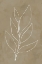 Picture of LEAF LINE ART II