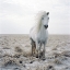 Picture of SOLITUDE ON THE SAND