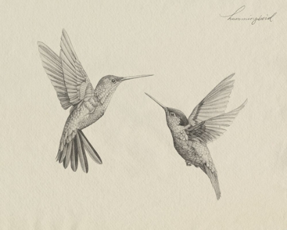Picture of HUMMINGBIRD SKETCH I
