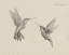 Picture of HUMMINGBIRD SKETCH I