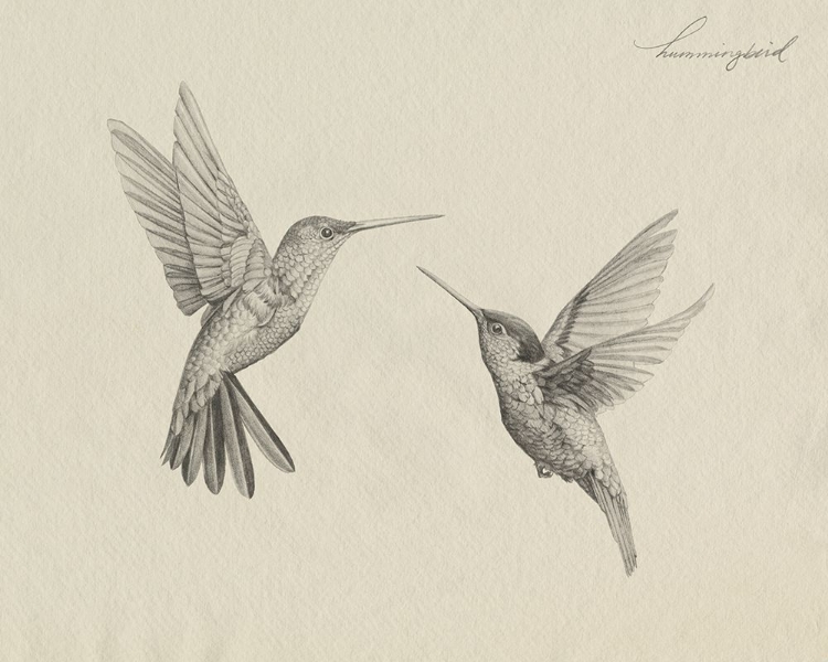 Picture of HUMMINGBIRD SKETCH I
