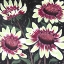 Picture of LOVELY GARDEN DELIGHT II