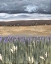 Picture of GATHERING STORM II