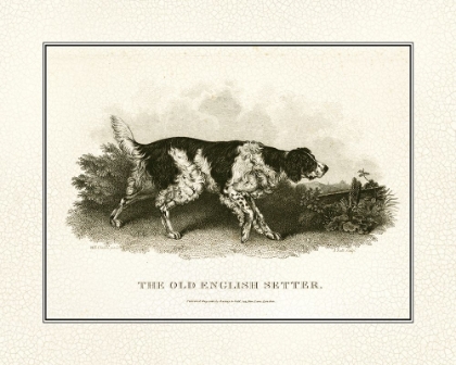 Picture of ANTIQUE ENGLISH SETTER