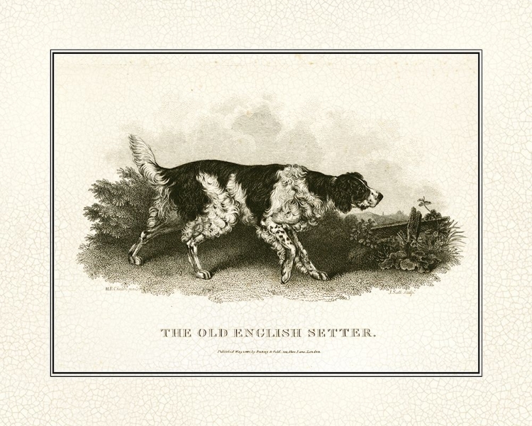 Picture of ANTIQUE ENGLISH SETTER