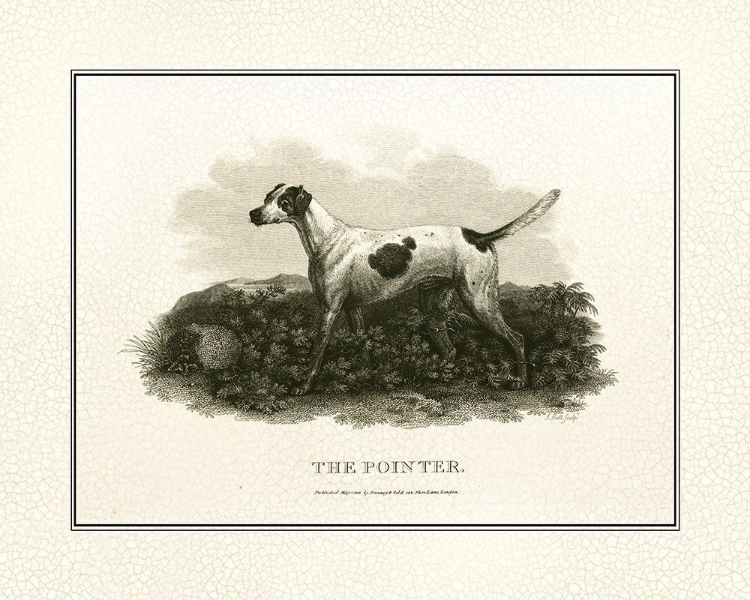 Picture of ANTIQUE POINTER