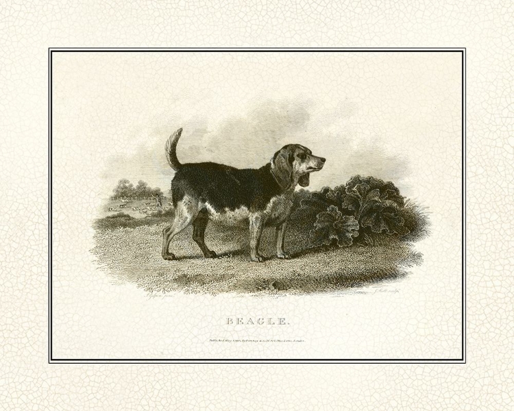 Picture of ANTIQUE BEAGLE
