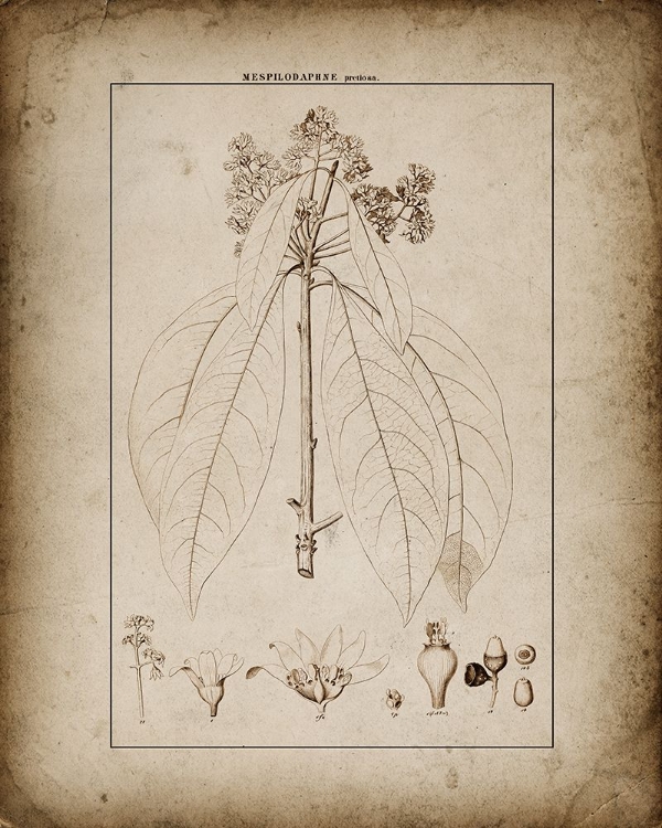 Picture of BOTANICAL VIEW I