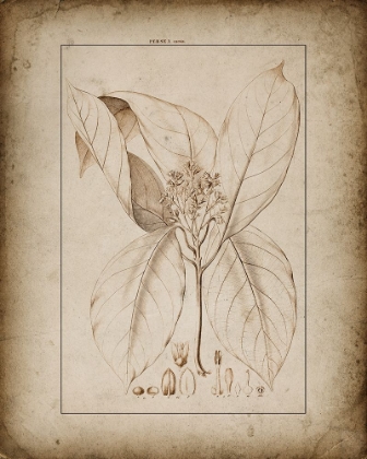 Picture of BOTANICAL VIEW II