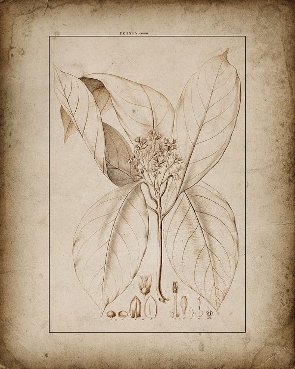 Picture of BOTANICAL VIEW II