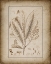 Picture of BOTANICAL VIEW III