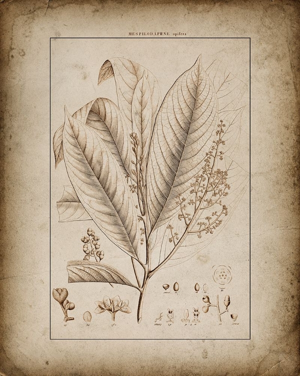Picture of BOTANICAL VIEW III