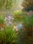 Picture of SECRET POND I