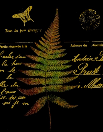Picture of FOREST FERNS II