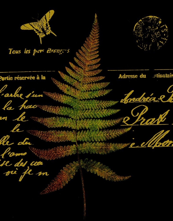 Picture of FOREST FERNS II