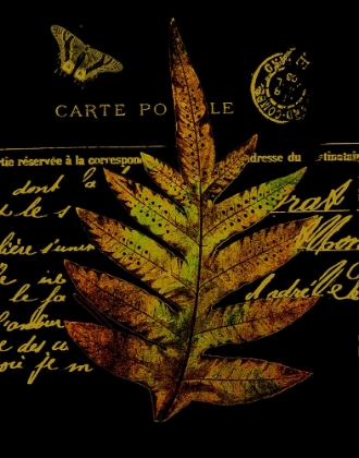 Picture of FOREST FERNS III