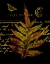 Picture of FOREST FERNS III