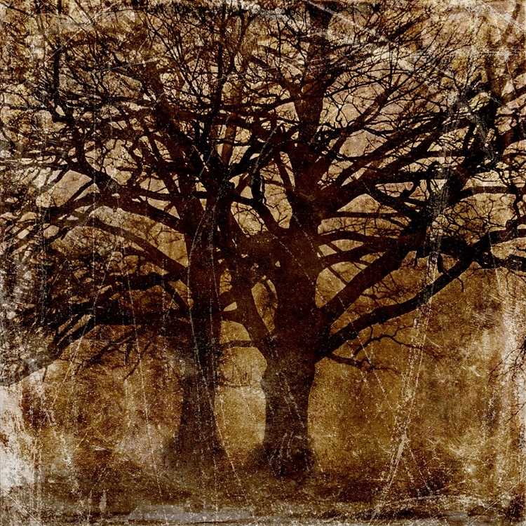 Picture of WISDON OF AGES